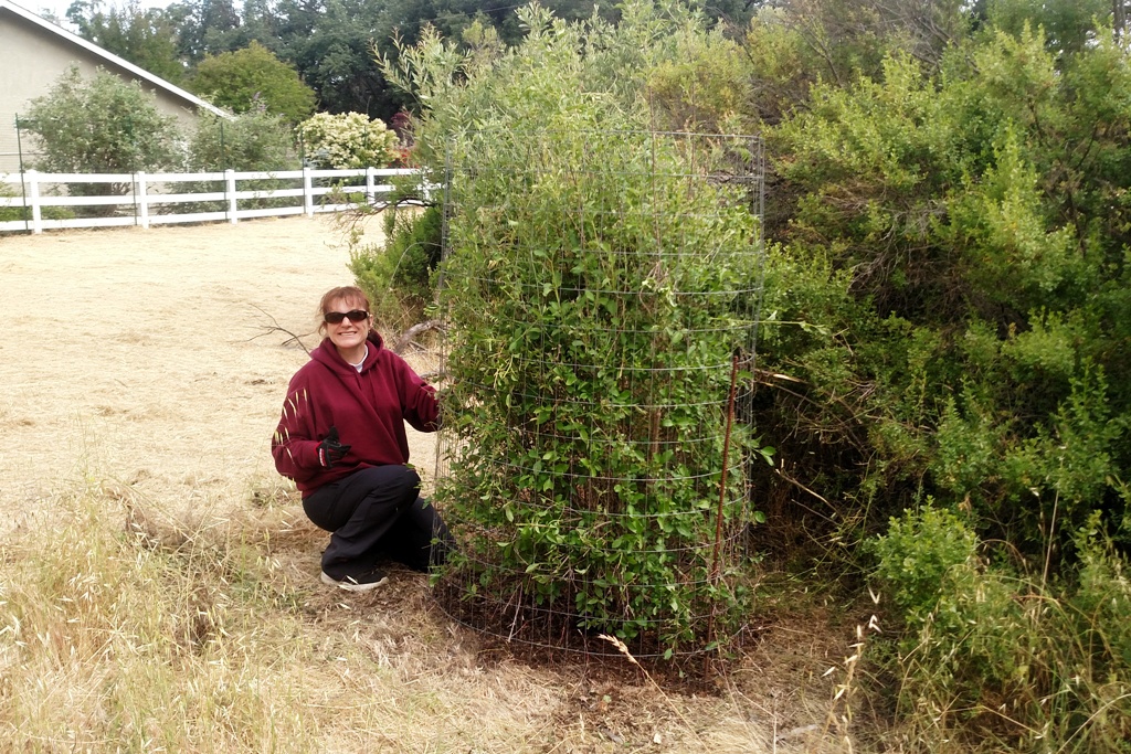 Lucy finishing up after weeding and mulching the tree.